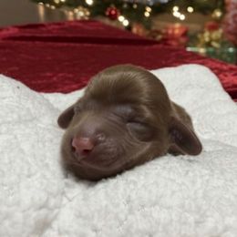 Ginger - Chocolate female Dachshund puppy in Mesa, Arizona from Dach Army LLC