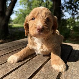 Yoko - Red  female Goldendoodle puppy in Heath, Texas from Doodles Divine