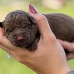 No collar girl - Chocolate female Labrador Retriever puppy in Conway, Missouri from Ozark Mountain Kennel