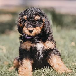 Red - Phantom female Bernedoodle puppy in Macomb, Oklahoma from Fife and Wife Ranch LLC