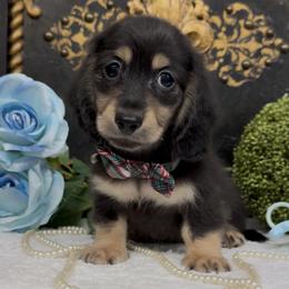 Theodore - Black and cream male Dachshund puppy in Collins, Georgia from Liberty Longhair Dachshunds