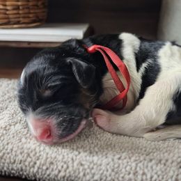 Jingle (Red Band) - Tri-color male Labradoodle puppy in Plainfield, New Jersey from Caris Paws Poodles and Labradoodles