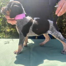 Shelby - Blue ticked and tan female Bluetick Coonhound puppy in Mount Pleasant, Texas from Harmons Hounds