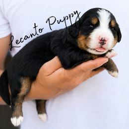 Leia - Tri-color female Bernese Mountain Dog puppy in Lecanto, Florida from Lecanto Puppy