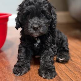 Raven (white chest) - Black female Cockapoo puppy in Colorado Springs, Colorado from Garrett Doodles