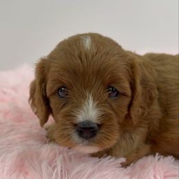 Nala - Red female Cavapoo puppy in Miami, Florida from Mario’s Pups