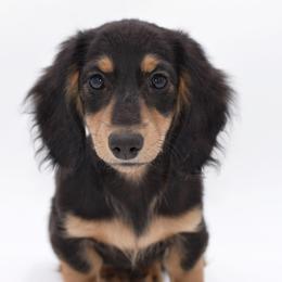 PRADA- AKC Import Lines - Black and cream female Dachshund puppy in Coweta, Oklahoma from Sunnyside Dachshunds