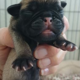 Merry - Fawn female Pug puppy in Concho Valley, Arizona from Agape Pugs