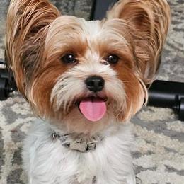 Beerus - Yorkshire Terrier