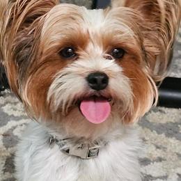 Beerus - Yorkshire Terrier