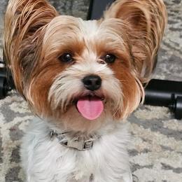 Beerus - Yorkshire Terrier