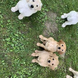 Goldendoodle Puppies from Dood Ranch Doodles