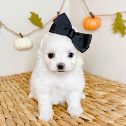 Dolly - White female Maltese puppy in Morehead, Kentucky from Paw Perfect Pets