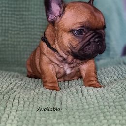 French Bulldog Puppies from Janet's Frenchies