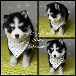 Sally - Black and white female Pomsky puppy in Rossville, Georgia from Scenic City Pomskies