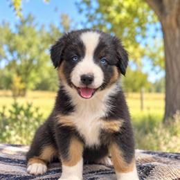 Ranier - Black Tri Female, Blue Eyes - Black tri-color female Australian Shepherd puppy in Hugo, Colorado from Frying Pan Ranch Australian Shepherds
