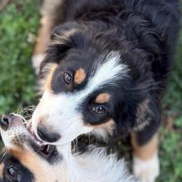 Brim - Black tri female Miniature Australian Shepherd puppy in Shingletown, California from Whiskeytown Aussies