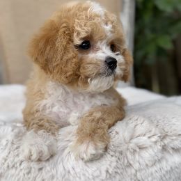 Croissant - Apricot female Cavapoo puppy in Arlington, Texas from Van Haselen Poodles and Doodles