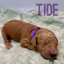 Aussiedoodle and Goldendoodle Puppies from Toledo Creek Doodles