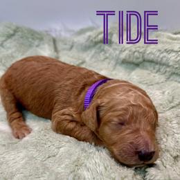 Aussiedoodle and Goldendoodle Puppies from Toledo Creek Doodles