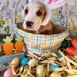Imani - Lemon and white female Basset Hound puppy in Bellaire, Ohio from Blessed Bassets
