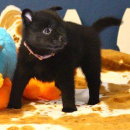 Purple girl - Black female Schipperke puppy in Grants Pass, Oregon from Walking Hart Schipperkes
