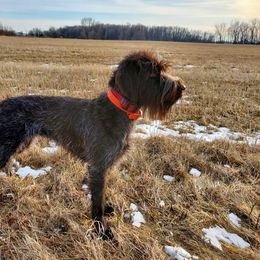 Wirehaired Pointing Griffon All Grown Up from Bristle Creek Wirehaired Pointing Griffons