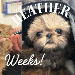 Heather - Gold female Shih Tzu puppy in Hayden, Idaho from Phoenix Shih Tzu