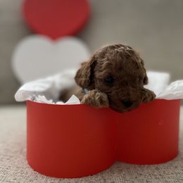 Poodle Puppies from Pups and Paws Toy Poodles