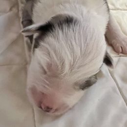 Girl 2 - Miniature Australian Shepherd puppy in Corydon, Indiana from Arbuckle’s Lookin Good Aussies (LGA)