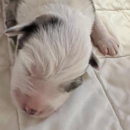 Girl 2 - Miniature Australian Shepherd puppy in Corydon, Indiana from Arbuckle’s Lookin Good Aussies (LGA)