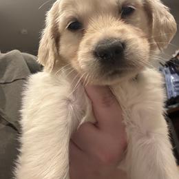 Geen boy - Light golden male Golden Retriever puppy in Murrieta, California from The Golden Leash Kennels