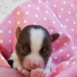 Yorkshire Terrier Puppies from Buffy's Little Blessings
