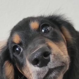 Dachshunds from Russell Farms Dachshund
