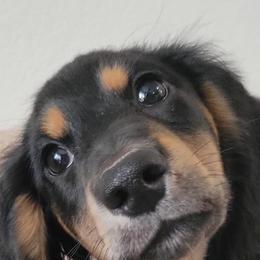 Dachshunds from Russell Farms Dachshund