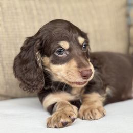 Athos - Chocolate and tan male Dachshund puppy in Bentonville, Arkansas from Boujee Buns Dachshunds