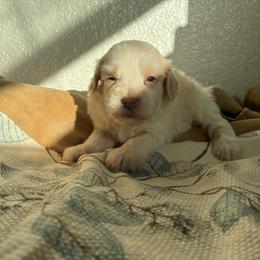 Joy - Parti female Miniature Schnauzer puppy in Hemet, California from Journee Home Mini Schnauzers