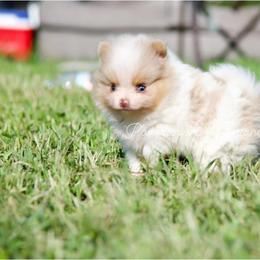 Pomeranian Puppies from Pomeranians Montana