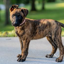 O Female 3 - Pink - Black brindle female Dutch Shepherd puppy in Alum Creek, West Virginia from Stay Wild K9