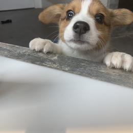 Pembroke Welsh Corgi Puppies from Nunas Corgis