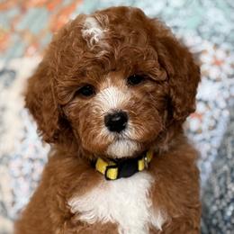Tybee - Red male Cavapoo puppy in Beckley, West Virginia from By Design Doodles