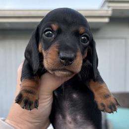 Boy 2 - male Dachshund puppy in Venice, Florida from JD’s Weiner-Wonderland