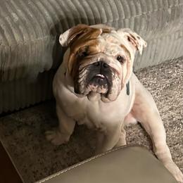 Archie - Bulldog