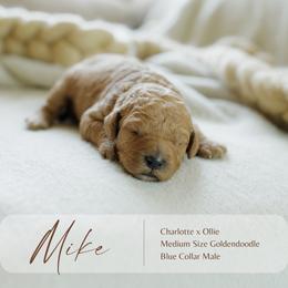 Mike - Red  male Goldendoodle puppy in Hiddenite, North Carolina from Rose and Reid Doodles