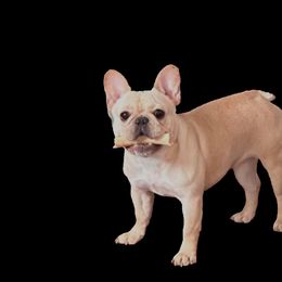Maizy - French Bulldog