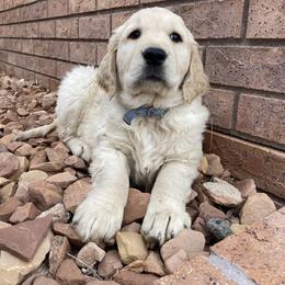 Golden Retriever Puppies from Thousand Lake Retrievers