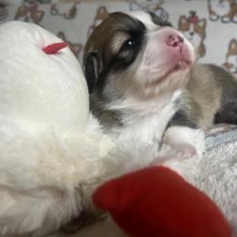 Pembroke Welsh Corgi Puppies from Zugspitze Corgis
