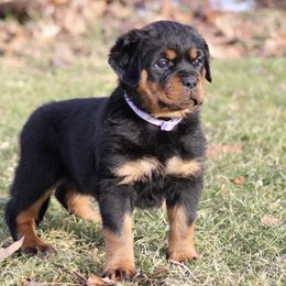 Rottweiler Puppies from Vom Kaiserreich Rottweilers