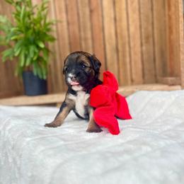 Echo - Sable female Bernedoodle puppy in Buda, Illinois from Hamilton Farm Doodles