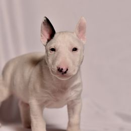 Single Shot - White and brindle male Miniature Bull Terrier puppy in Leander, Texas from Romp N' Run Ranch